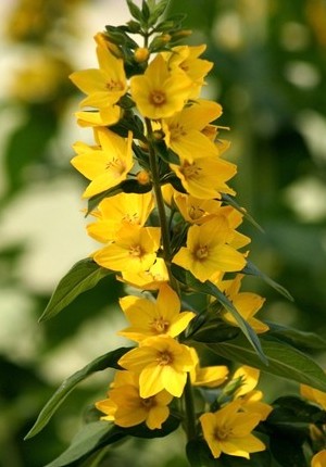 delphinium seed Yellow